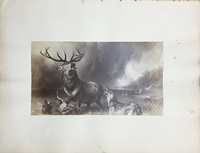 The Stag at Bay