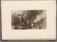 The Stag at Bay